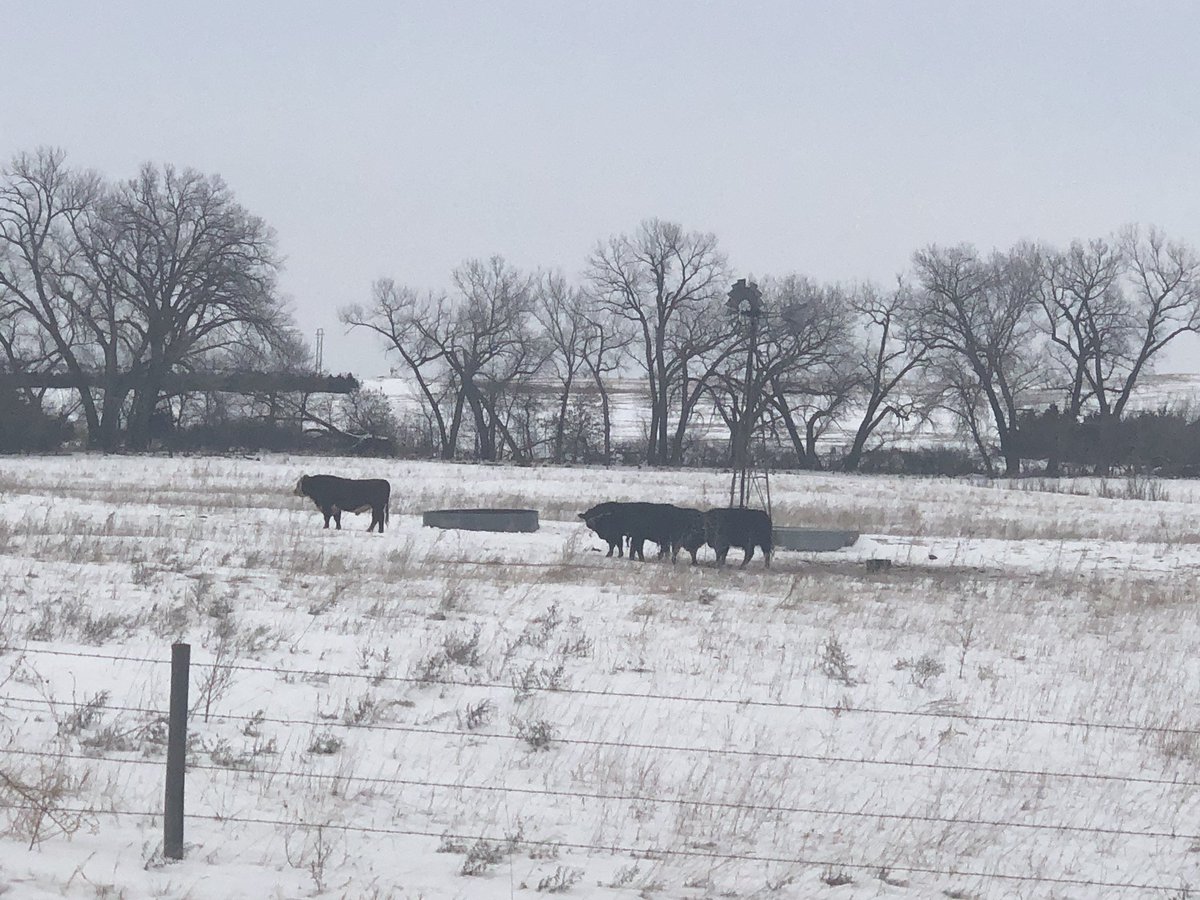 DerekBlueRiver's tweet photo. Quick run up to South Dakota yesterday to move some seed. They have snow too, &amp; cows 🐄 are still cold, even if they get to munch on some #blueriverhybrids forage #longwinter ❄️ #farmallyear https://t.co/bpXmdfxjDT