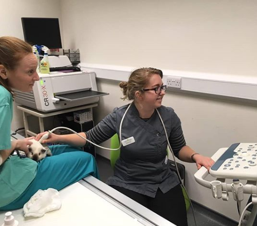surbitonvet's tweet photo. We love seeing our #smallfurry patients in practice. This week Vet Lily and Student Nurse Rhiannon scanned a #guineapig to monitor for ovarian cyst development. Luckily for this lady she got the all clear! 🙌🏻🐾💚🐁 #guineapigs https://t.co/ToNBbSonPc