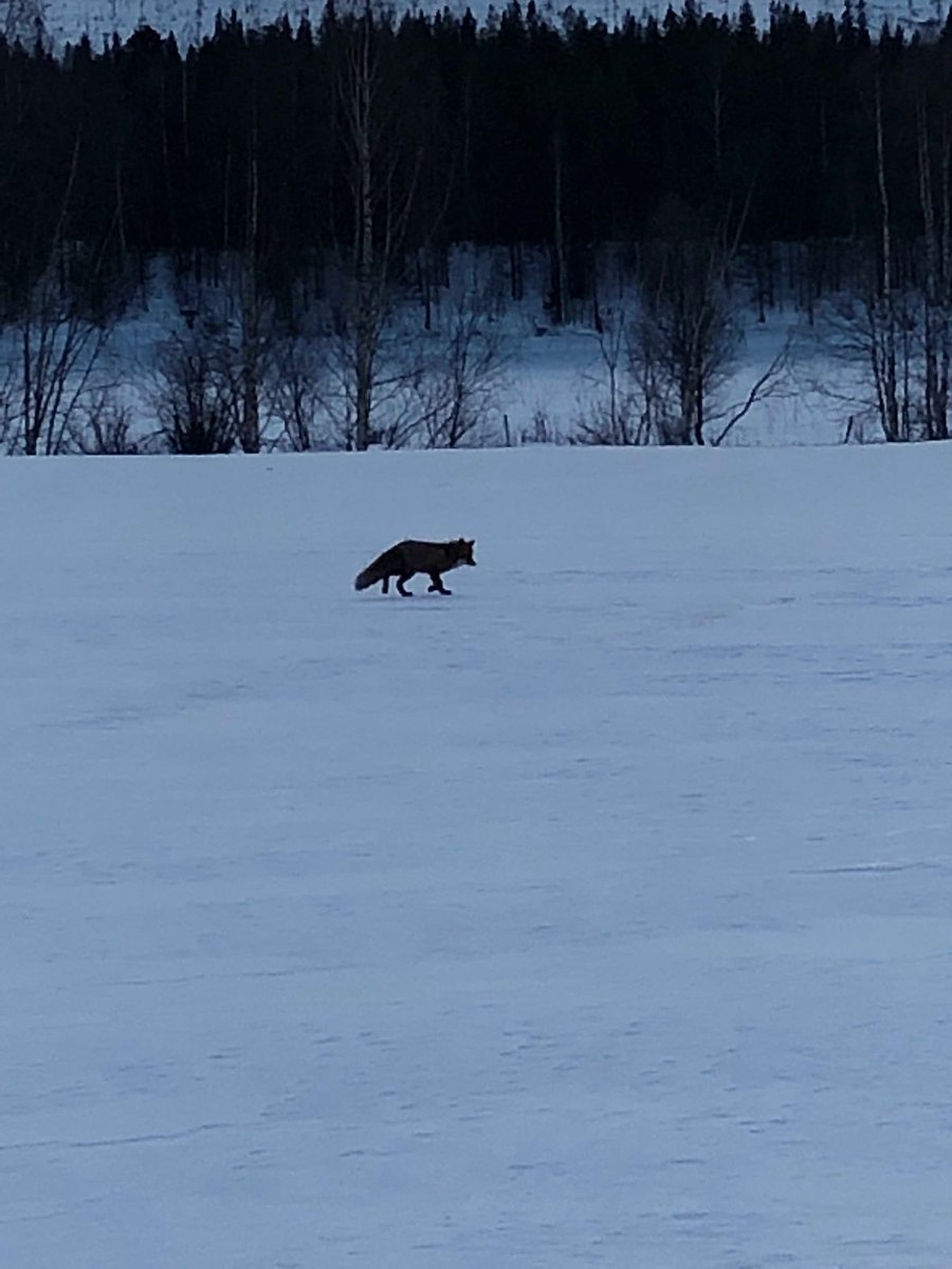 robert_ramstad's tweet photo. Nån som letar damsällskap här?
Vacker är han iaf..
#fritidvildmark #sauer #barnes #ttsx https://t.co/niNCuqgWdm