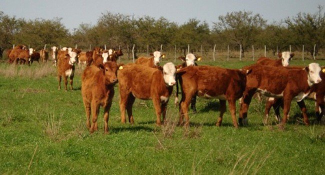 IdeagroGI tweet picture