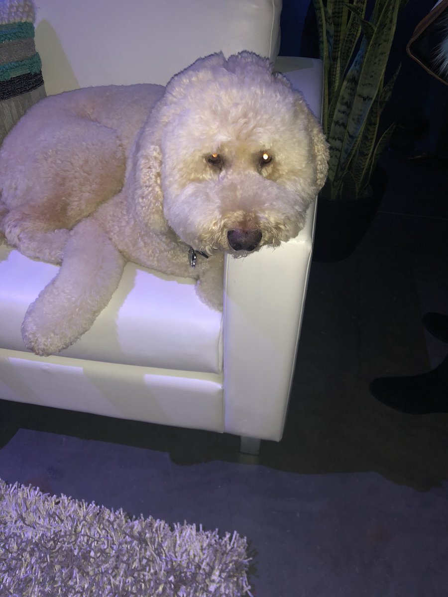 Day 2 of #QualtricsX4 begins. This is the official mascot-Barnaby backstage. #obsessed #nofilter <a href="/Qualtrics/">Qualtrics</a> <a href="/QualtricsLife/">QualtricsLife</a> <a href="/SAP/">SAP</a>