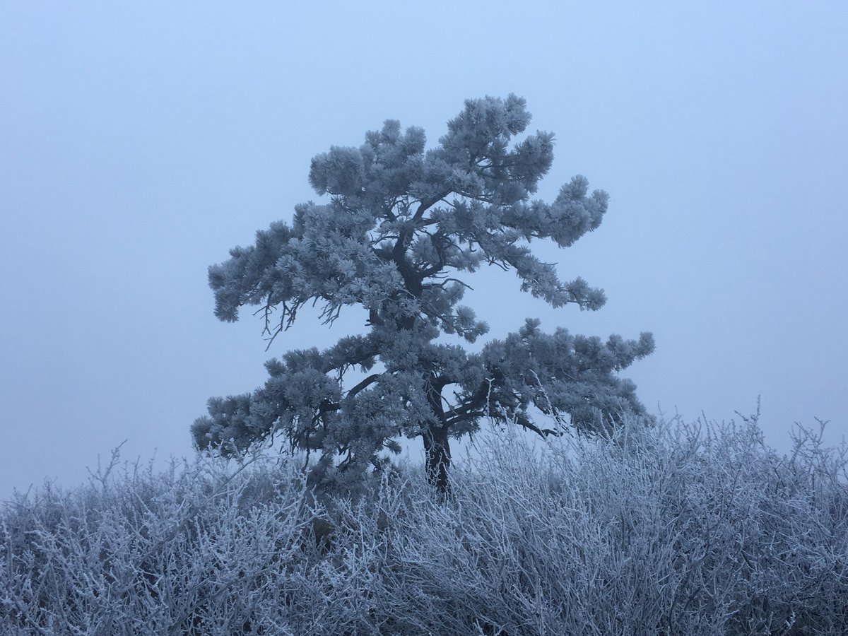 biologistdave3's tweet photo. If you're up to it, I bet you have open space to yourself today...  Super frosty pine tree at #RabbitMountain from late February. https://t.co/rUXusJ8xdt