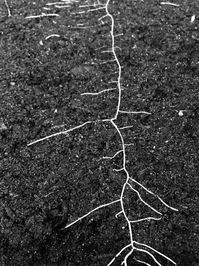 We know more about the moon than we do about soil life.
                                                                       ---Fred Pearce