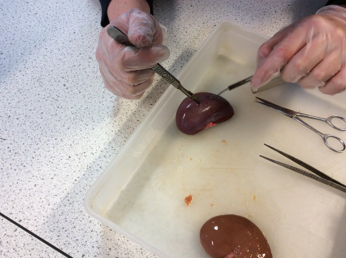 GSHS_STEM's tweet image. To help celebrate UK Science week @GSHS_STEM are running 'Dissection month' in C33 every Thursday this term from 3-4pm. Today we surgically analysed the Kidney. The heart, lungs, eyes and a surprise to come! 

Thanks for all new members - hope to see you next week! @GSHS_School