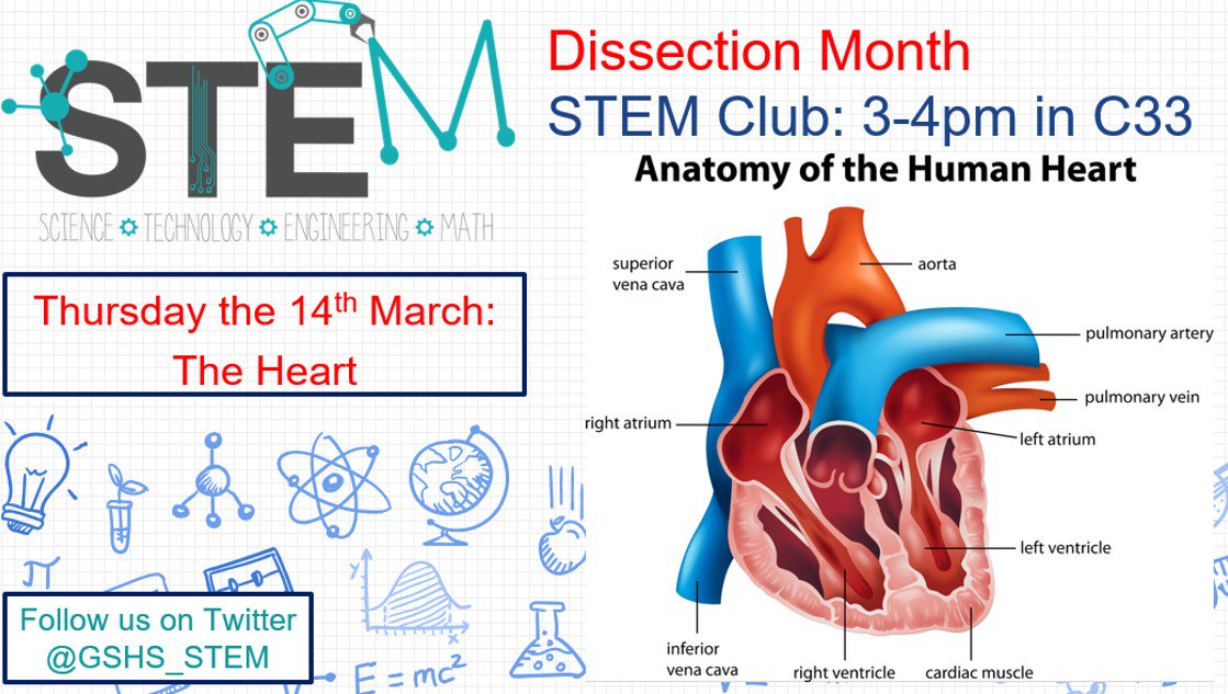 GSHS_STEM's tweet image. To help celebrate UK Science week @GSHS_STEM are running 'Dissection month' in C33 every Thursday this term from 3-4pm. Today we surgically analysed the Kidney. The heart, lungs, eyes and a surprise to come! 

Thanks for all new members - hope to see you next week! @GSHS_School