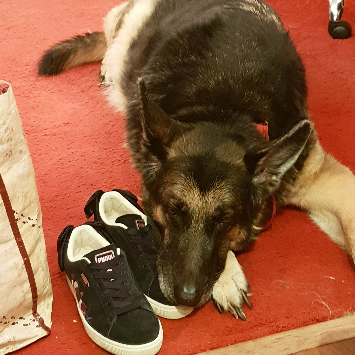 TallaNicholex's tweet photo. My forever friend and constant companion Ceaza.. here he is guarding my shoes #Crufts https://t.co/90Jy4V5boR
