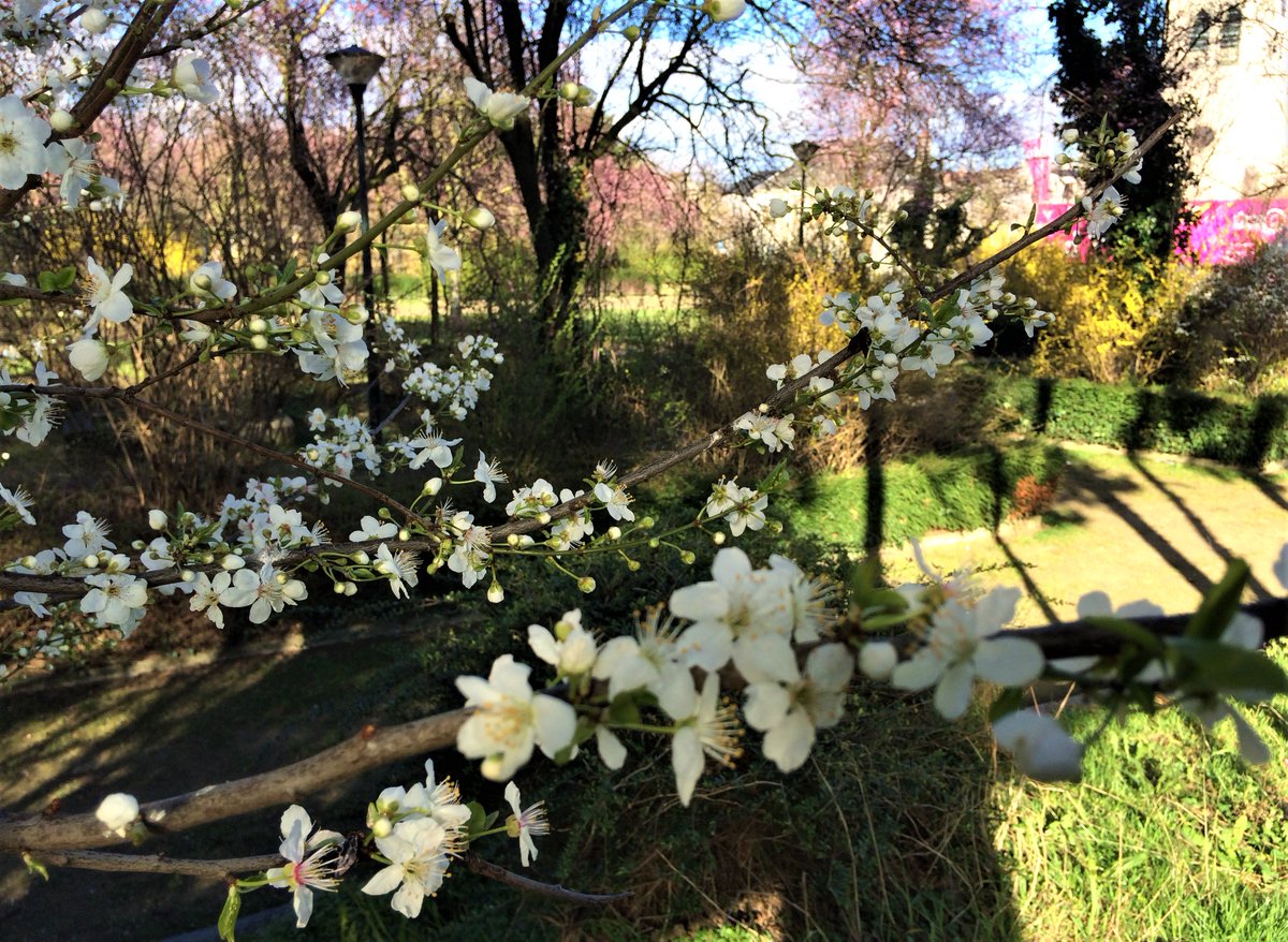 pedumit's tweet photo. Miraculous springtime in Evere’s St. Vincent Park, Belgium #spring #springtime #gardening #park #Evere #Belgium @InfoEvere https://t.co/DuKs1XIBDy