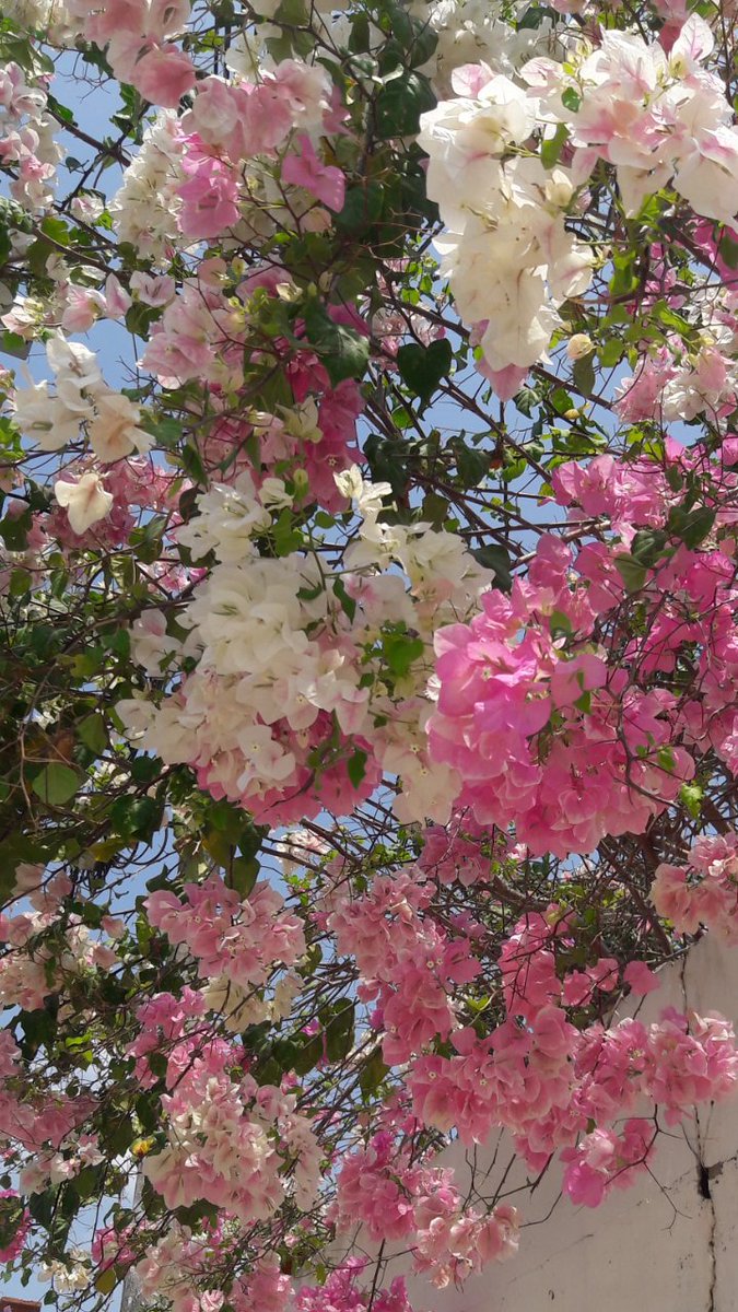 DIOS1401's tweet photo. Flor veraniega trinitaria #Sampués #spamdeflorescolombianas https://t.co/fsRkZfA9QU