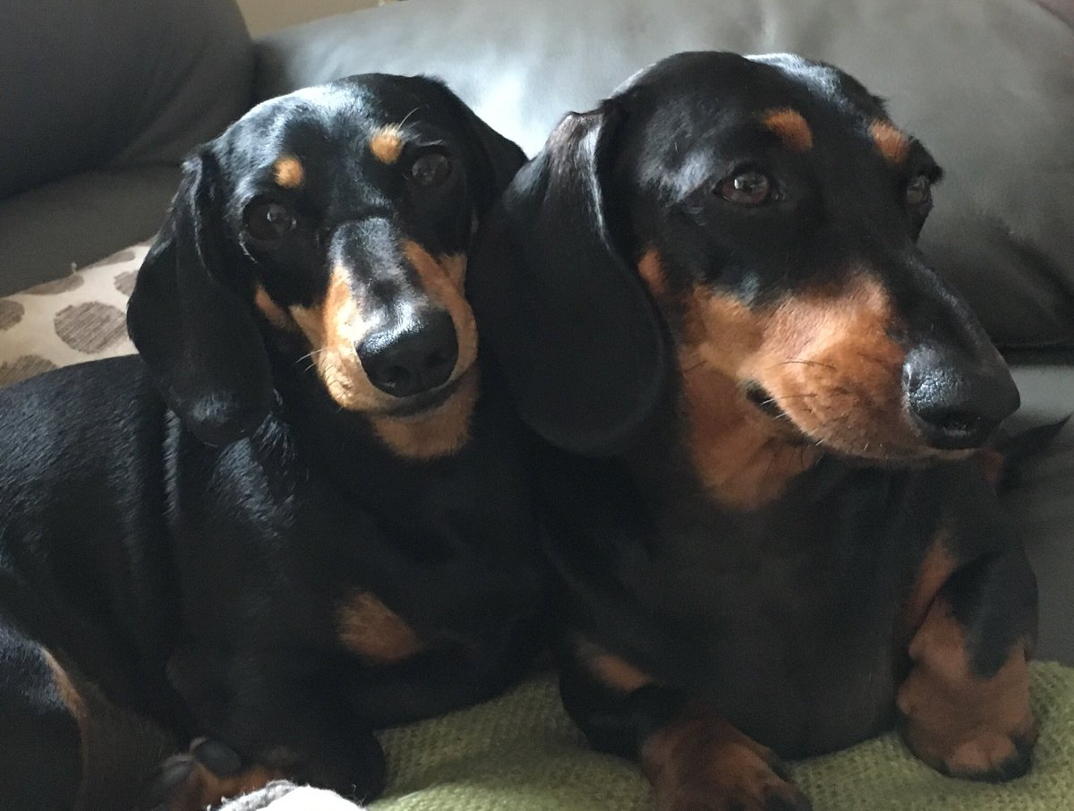 sueworrall4's tweet photo. Our miniature Dachshund’s, Coin and Gordon. They make us smile every day #crufts https://t.co/sV5fr4GLjh