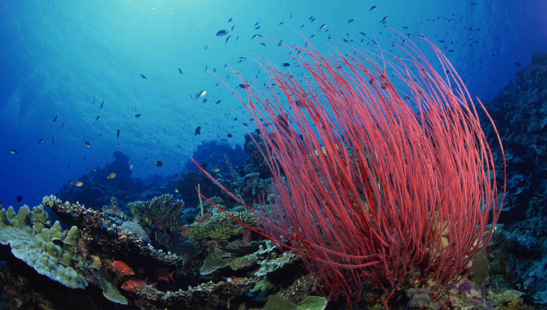 Подводный мир черного моря