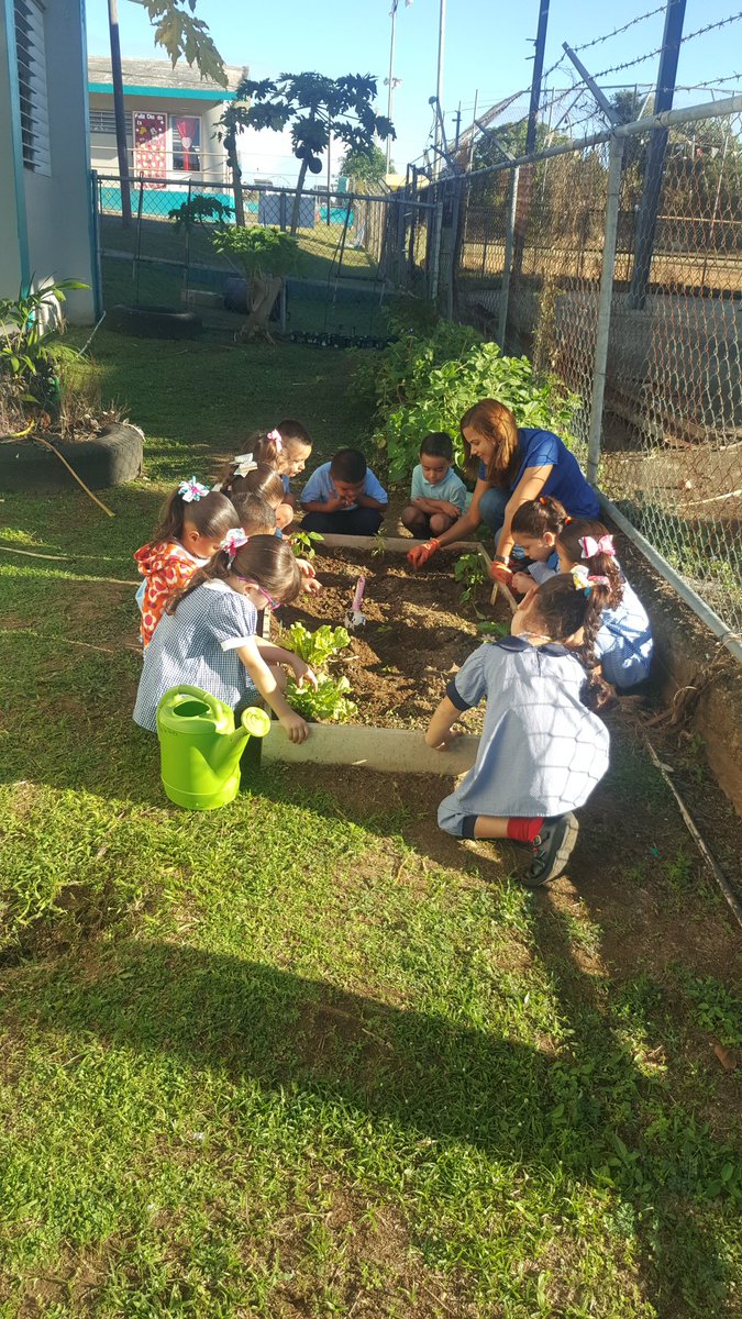 StephaniePrez04's tweet photo. Mis estudiantes de Pre-kinder de Epifanio Estrada de Isabela limpiando nuestro huerto escolar! @SecEducacionPR @EscD15404 @EDUCACIONPR @BrendaB61720960 #huertoescolar #Todosporlosniños @migueldavilapz https://t.co/wNpZtMbtj6