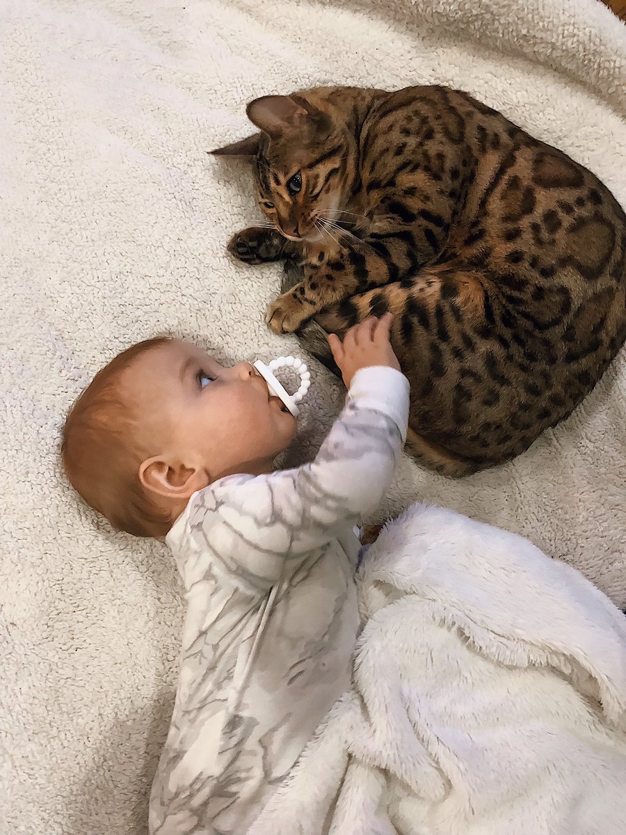 lajustice10's tweet photo. Find someone who looks at you the way Laine looks at her kitties 😍 @catsofinstagram #twitterweek https://t.co/JsKAW4AQuv