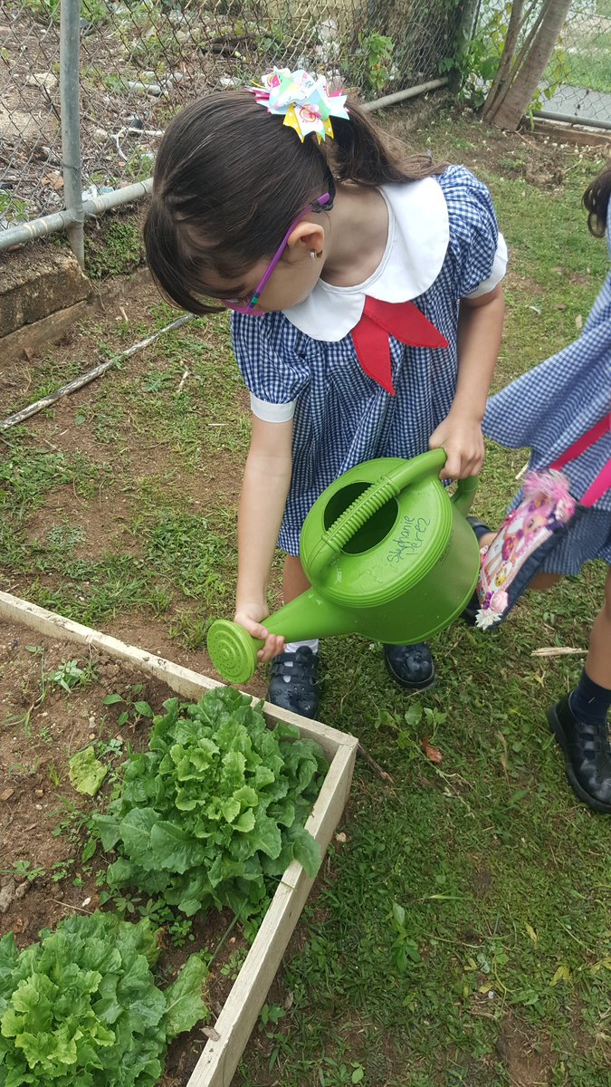 StephaniePrez04's tweet photo. Mis estudiantes de Pre-kinder de Epifanio Estrada de Isabela limpiando nuestro huerto escolar! @SecEducacionPR @EscD15404 @EDUCACIONPR @BrendaB61720960 #huertoescolar #Todosporlosniños @migueldavilapz https://t.co/wNpZtMbtj6