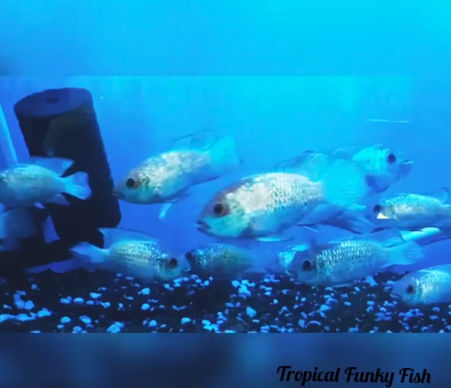 After a hard graft #gardening or #tweeting on #Bizitalk Chill out with a cuppa tea and watch #your tropicalfish swimming around in your lush #aquarium... BTW Join Our Tropical Funky Fish Facebook Group bit.ly/2VP13EY
Visit our Website bit.ly/2AdySGE