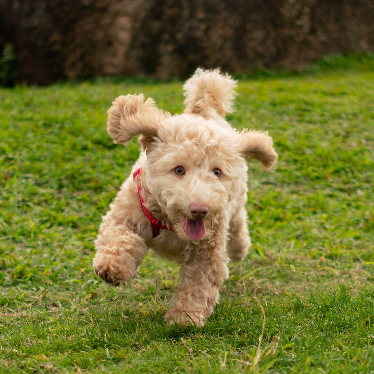 kennelgate's tweet photo. Is anyone else dashing home to watch @Crufts  Yipppeeeeeeeee 

Loving the fly ball &amp; agility!!!

#kennelgate #crufts2019 #crufts https://t.co/ldT1cVNOgV