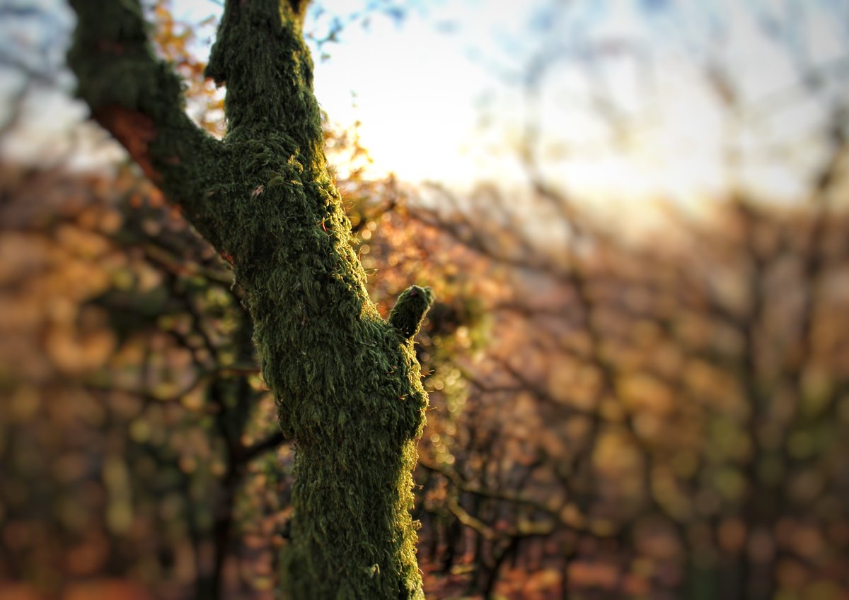 virtuallywillB's tweet photo. Furry tree.
#Devon
#Dartmoor
#tree
#shaughbridge
#moss https://t.co/ZFfR4nzkK7