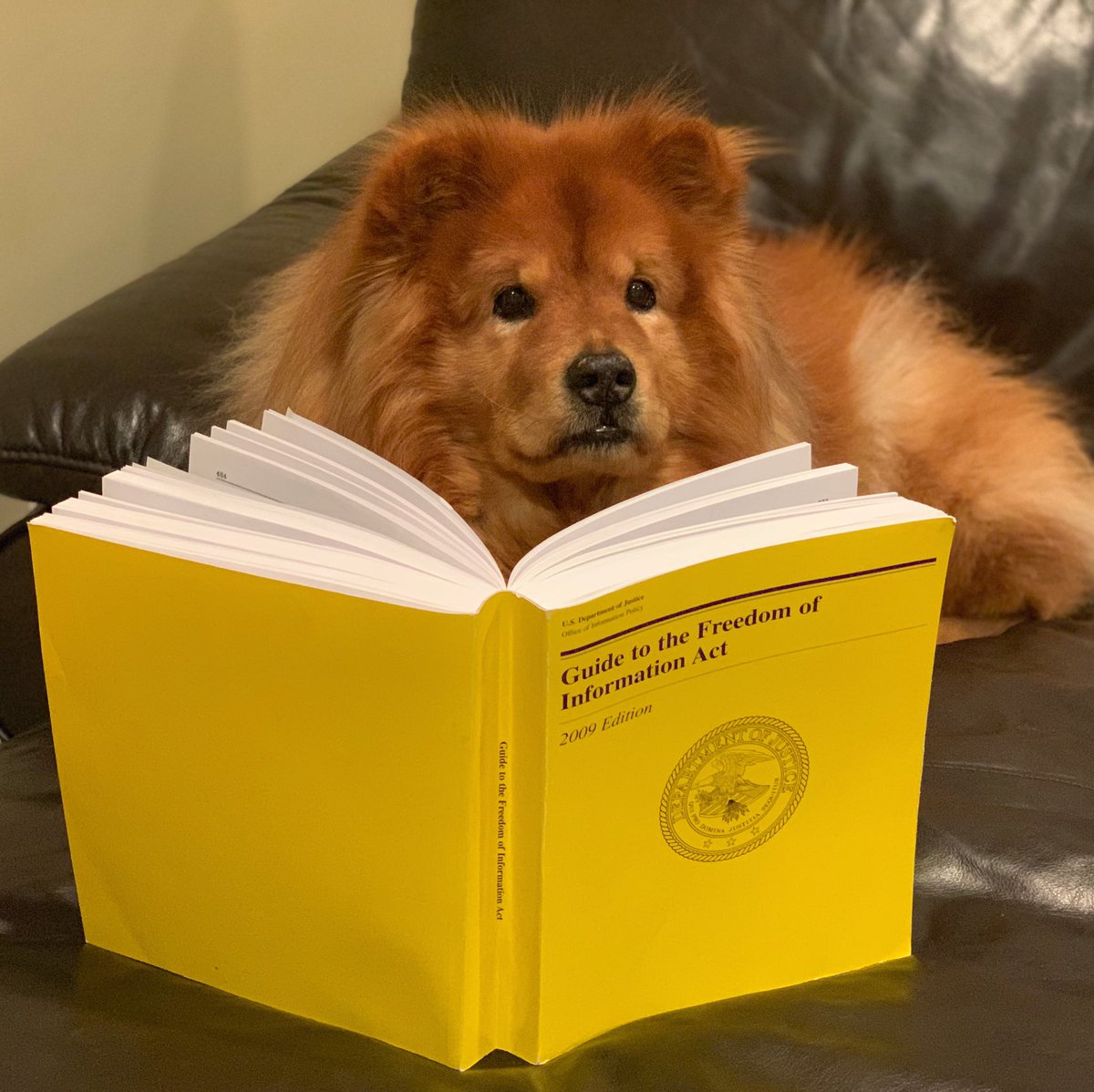 Meet Izzy. She’s trying to figure out how to submit a Freedom of Information Act request to find out if she’s a very good girl.  This floof is a h*cking genius.

#weratedogs #doj #foia #freedomofinformationact #departmentofjustice #lawyerdog #disclosure #ratemydog