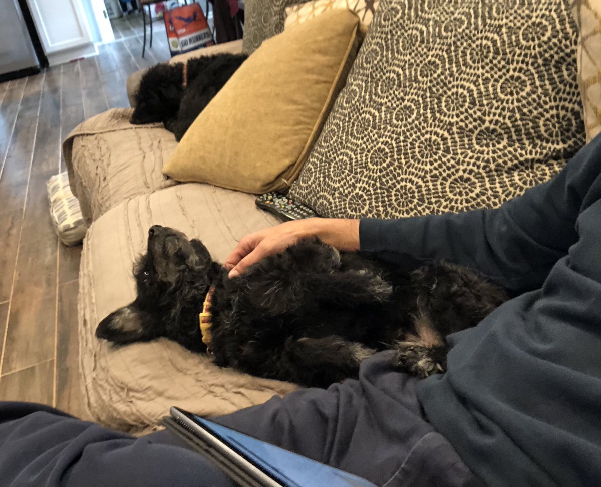 Reading aided by doggie throw pillows