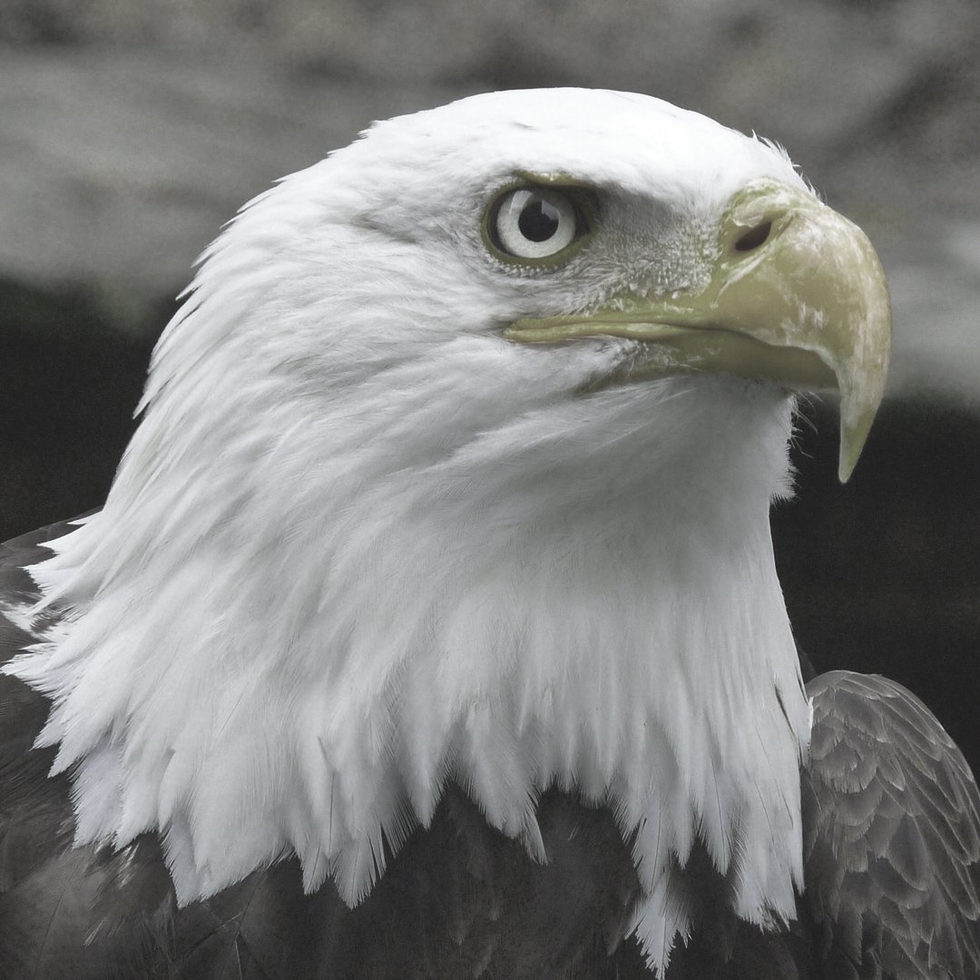 ILiveActivated's tweet image. We have somehow evolved into a #society so incensed on being outraged at others, that we are allowing it to replace personal #accountability and impact our own happiness. #American accountability is declining and #happiness is suffering. ow.ly/4hay50msXj7