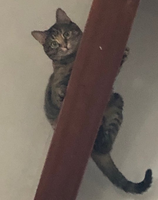 Elizabeth https://t.co/PM2RhC4kCt