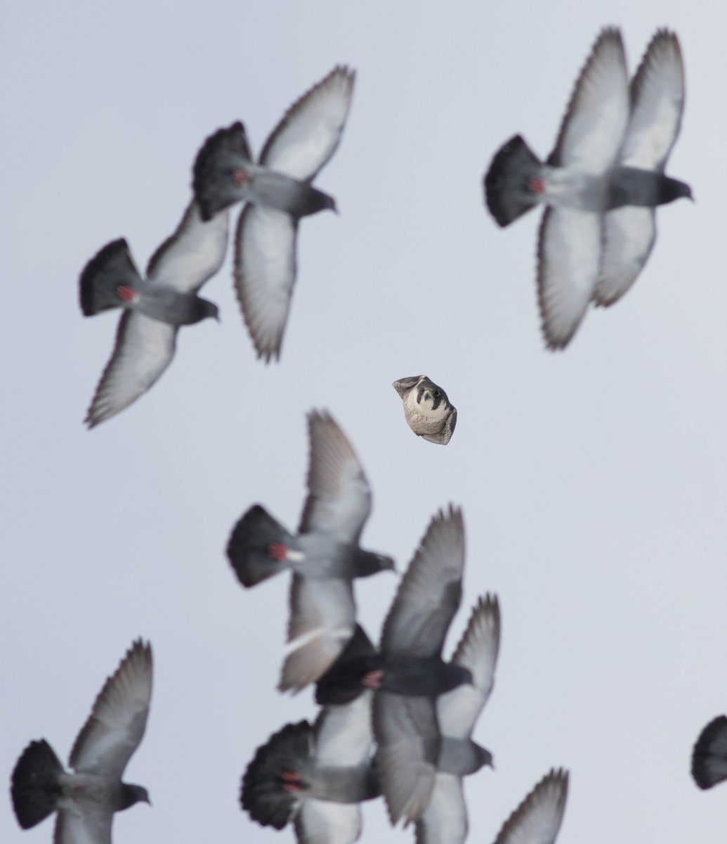 Audubon California On Twitter Bye Bye Pigeon When A