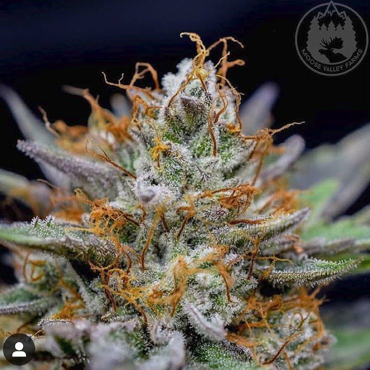 NeptuneSeedBank's tweet photo. Bear Claw (Ghost OG x Sour Apple IBL)
Bred by AlienGenetics
Cultivated by Moose Valley Farms
#BearClaw, #AlienGenetics, #NeptuneSeedBank https://t.co/2UsPbohels