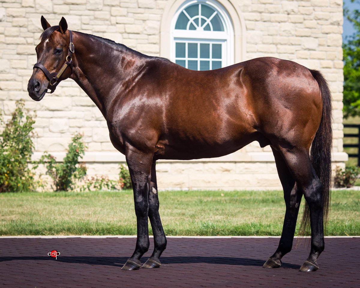 RRP_TBMakeover's tweet image. Round 3 is in the books! Moving on to the Elite Eight in #SireMadness, presented by @ABRLive, is @AdenaSprings’ Awesome Again!