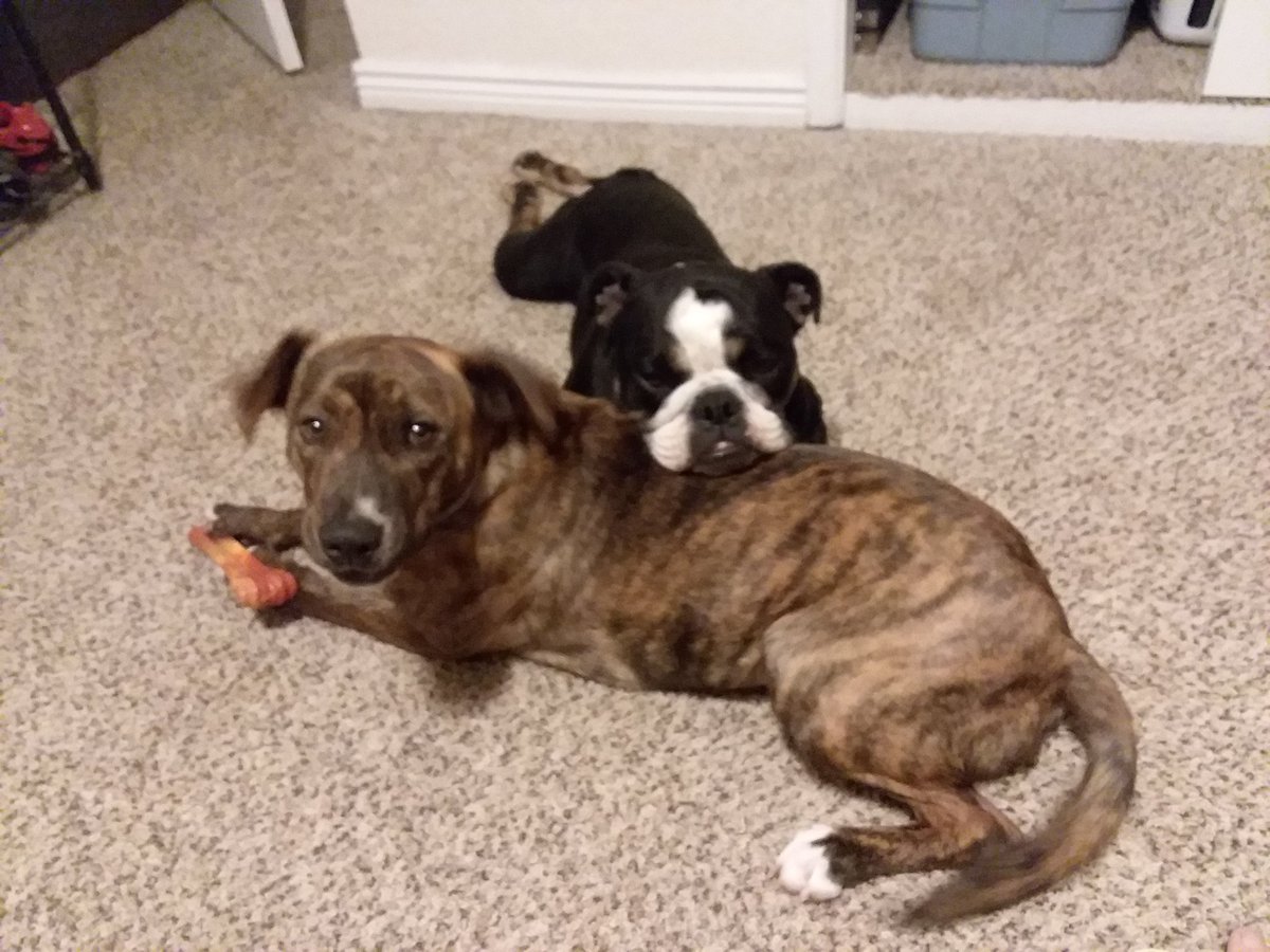 SecularHubCast's tweet image. Since their yapping defeated all my #editing skills and they did sneak into the last episode, I figured I should share a pic of Bronson &amp;amp; Mugsy so folks can see how they look, not just how they sound

#dogs