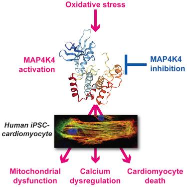 New paper from Schneider &amp; Co: MAP4K4 Inhibition Promotes Survival of Human Stem Cell-Derived Cardiomyocytes and Reduces Infarct Size In Vivo #iPSC #stemcell bit.ly/2EFxo9D