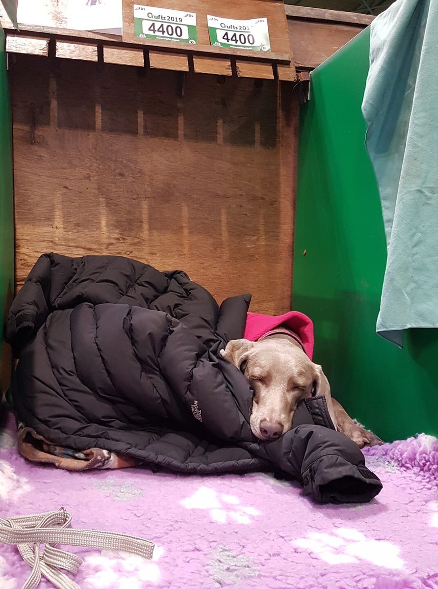 line_training's tweet photo. Long day waiting for showtime @Crufts #crufts #meinweg #weimerarner #inlinedogtraining https://t.co/nFQ53004TZ