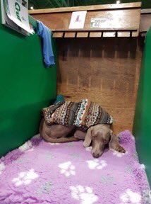 line_training's tweet photo. Long day waiting for showtime @Crufts #crufts #meinweg #weimerarner #inlinedogtraining https://t.co/nFQ53004TZ