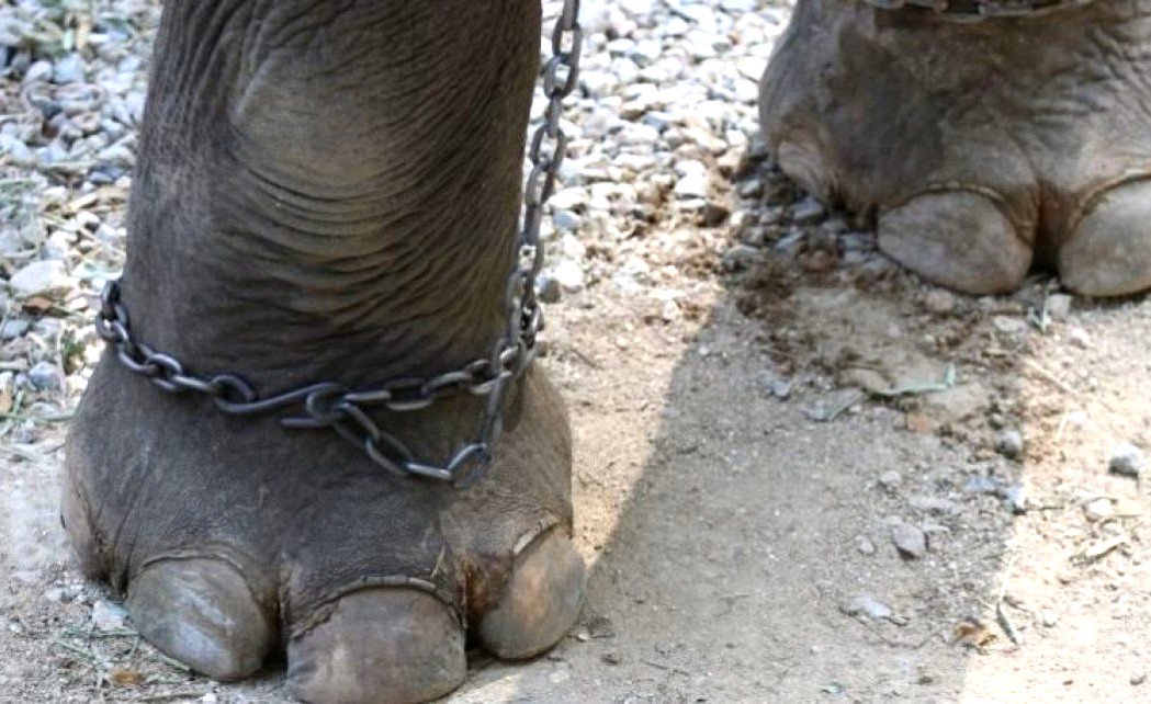 BatMagazine's tweet photo. Tenere gli animali in catene è reato!! l'#avvocatorisponde
https://t.co/1gZI5PXeSv https://t.co/59QtpSCSIm