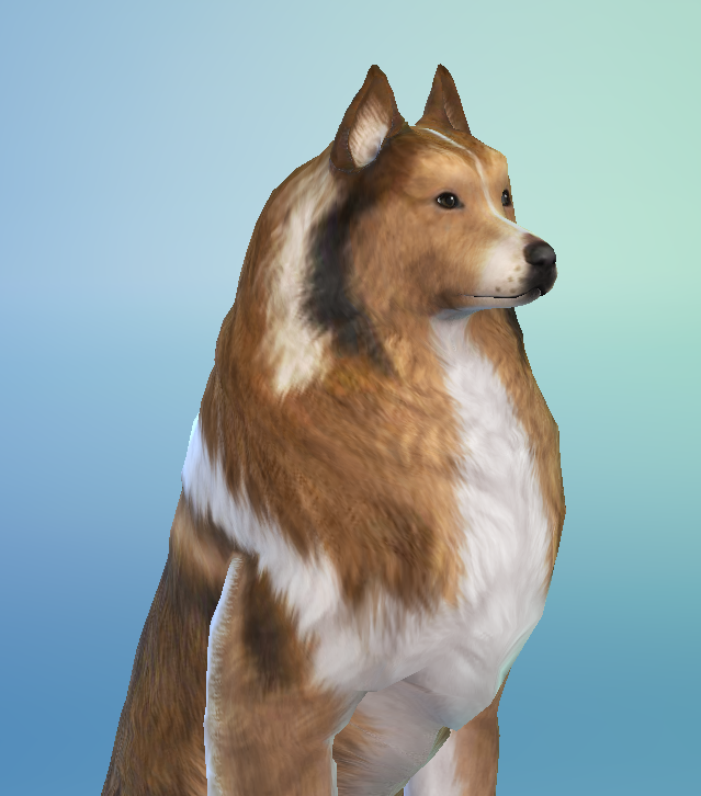 AshariaArt's tweet photo. #Thesims #Thesims4 #Asharia #AshariaArt #Collie now in my gallery! 🐶🧡 Gallery Link: https://t.co/3BKnXbb8B1 https://t.co/DWatUNm9ky