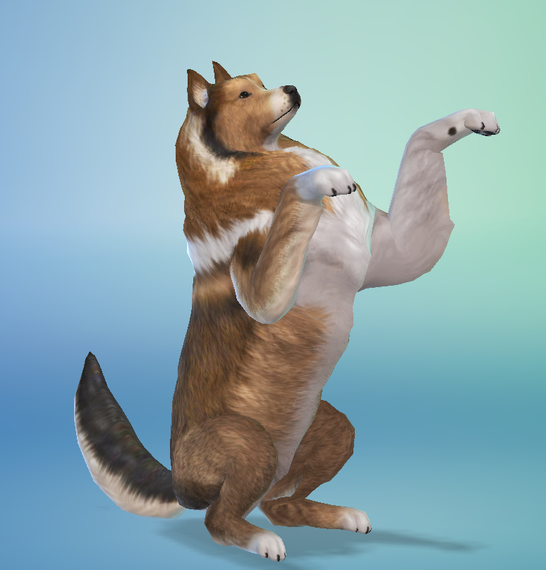 AshariaArt's tweet photo. #Thesims #Thesims4 #Asharia #AshariaArt #Collie now in my gallery! 🐶🧡 Gallery Link: https://t.co/3BKnXbb8B1 https://t.co/DWatUNm9ky