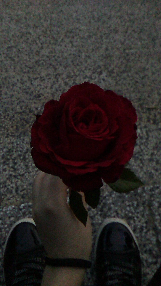 mimity_malik269's tweet photo. I chose the red rose because to me she's the flower of love and I love Louis! 🌹
I chose and the sunflower, because he remind me to Louis, who is the sun! 🌻 
#TwoOfUs #FlowersForLouis @Louis_Tomlinson https://t.co/2yTfkW2YhS