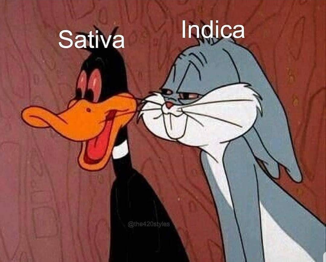 Ganjalegalizada tweet picture