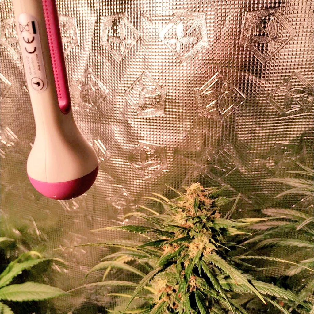 Green Test tweet media