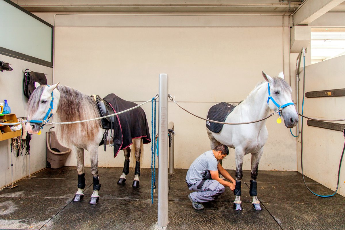 Pazo de Lis, entrenamiento y comercialización de caballos deportivos en Silleda, Pontevedra. galiciacoolmagazine.com/2019/03/07/paz…