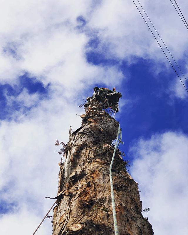 Dead Redwood Removal #cpandsonstreeservice #arboleros #trepadores #arborists #westlosangeles #santamonica #venice #culvercity #brentwood #beverlyhills #cheviothills #beverlywood #westwood #playavista #playadelrey #marinadelrey #manhattanbeach #pacificpalisades #malibu #marvi…
