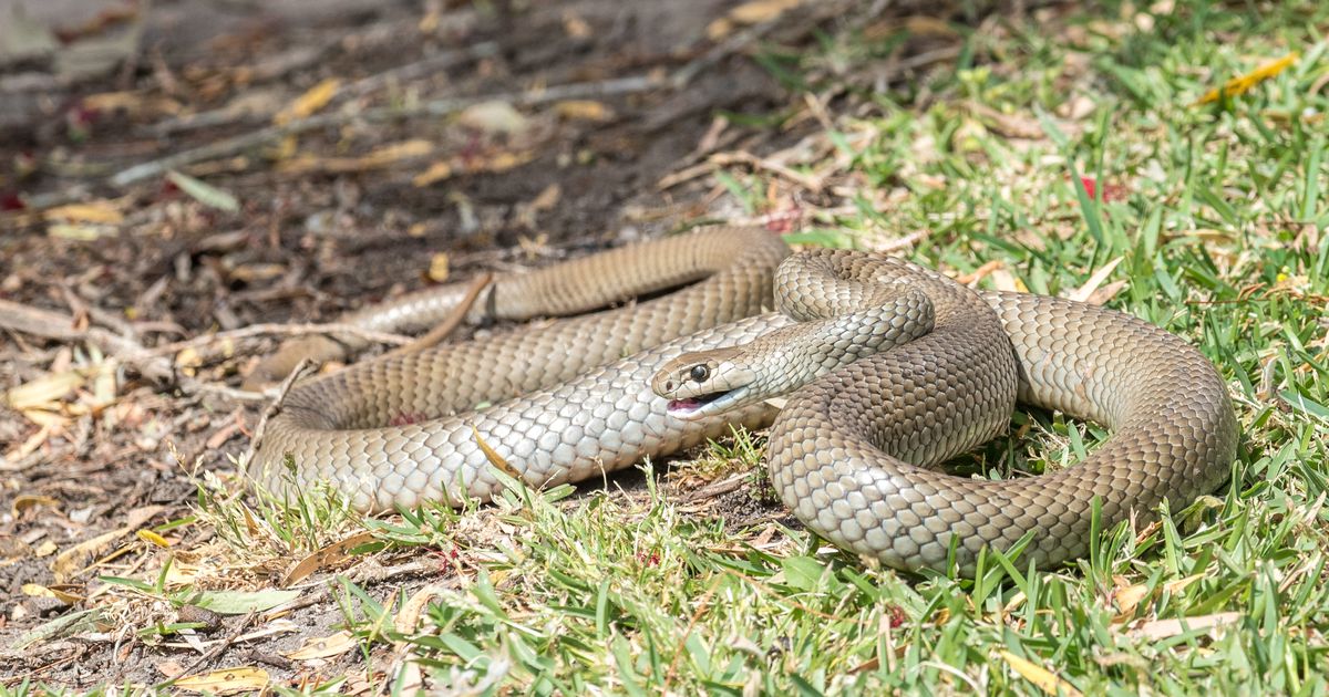danielensing's tweet photo. Zoo lets you name a snake after an ex, just in time for Valentine's Day https://t.co/554H9adqmO https://t.co/Y68A3csBIS