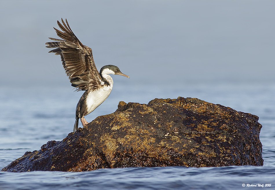 richawolf's tweet photo. Cormorán Imperial (Phalacrocorax atriceps- ANCUD 2015 #Ancud #Lacuy #chepu #pudeto #Chiloe #Caulin #CHILE #naturaleza #vida #florayfauna #belleza #fauna #like4like #birds #birdwatching #birding #wildlife #naturephotography #nature #naturalezasur #avesdechile #canon #faunadechile https://t.co/HHhjWhKtob