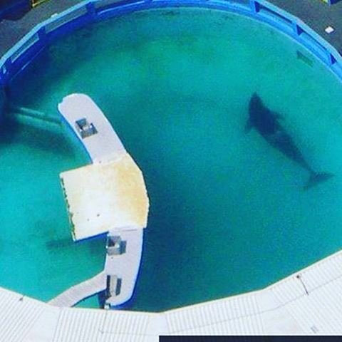 Lolita has been forced to spend nearly 50 horrific years at the #MiamiSeaquarium. An endangered species stolen from the ocean, enduring a life of solitude, in an outdated and too small concrete tank. Shameful!