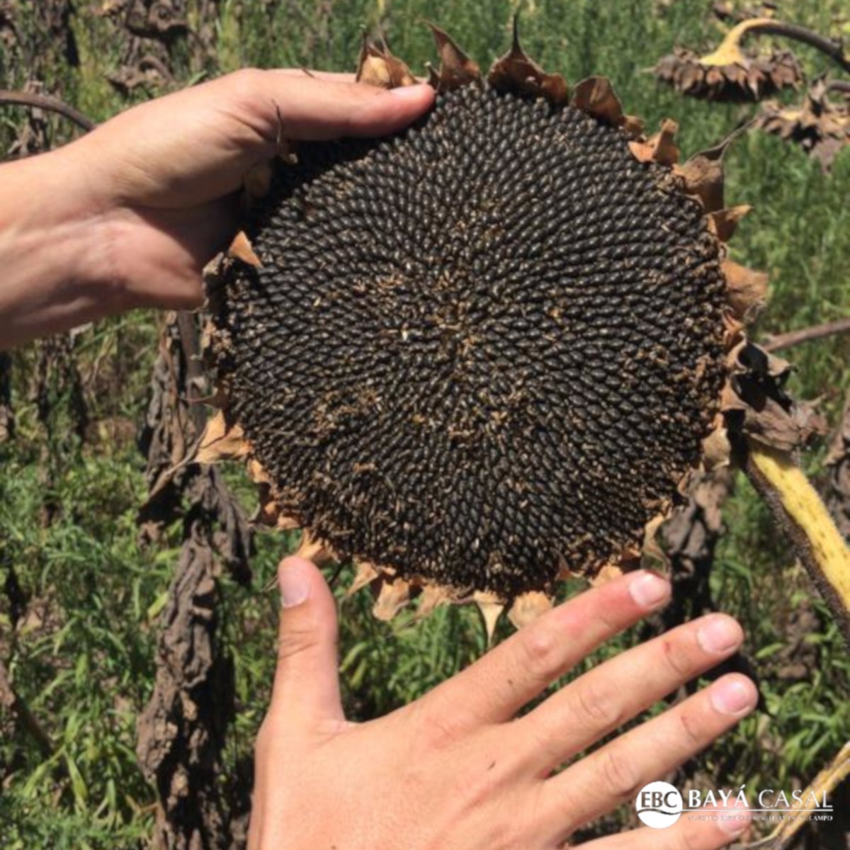 EBCbayacasal's tweet photo. La Estancia en el partido de San Pedro📍Visitamos a un cliente que hace 2 años siembra #Girasol 🌻 en una zona poco común para hacerlo.
Los híbridos de RAGT #Vellox y #Kapllan se adaptaron perfectamente, otro cliente conforme 😃

Porque nuestro #Servicio, se refleja en tu #Campo https://t.co/Fvkqoj8GAD