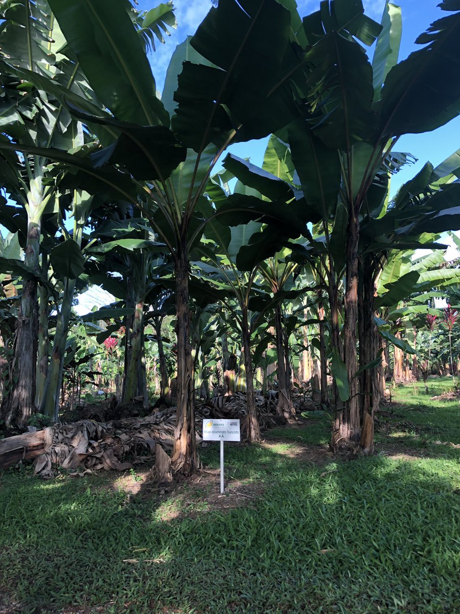 PSU_PlantEpidem's tweet photo. Day 4 afternoon at #Corbana: from biosecurity for Foc TR 4 to biocontrol to germplasm. #InTico #lionsonlocation #INTAD820 #CostaRica #weare #psu @PennStateINTAD @AgSciResearch @agsciences #puravida https://t.co/HAeOBw4ztT