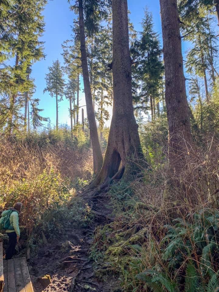 womenwhoexplore's tweet photo. The ladies in #Oregon had a busy meetup, here’s what they did:  We headed to the coast, on a perfect bluebird day, and hiked to #CathedralTree &amp; to #CoxcombHill to climb the Astoria column, then headed to @BuoyBeer for lunch!

What are your weekend plans? https://t.co/9PVaeR0O2T