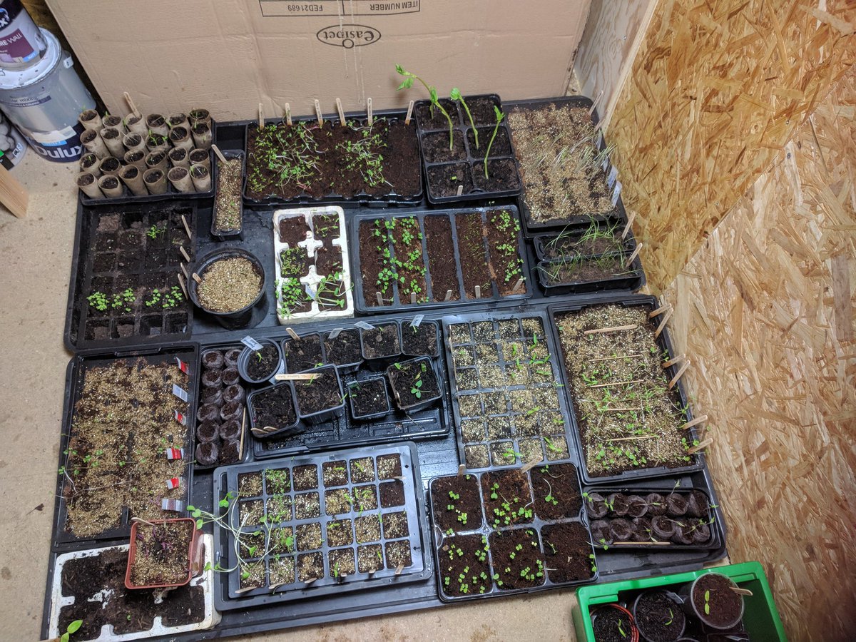Patchwork of #seedtrays under my new #growlight. Hoping they'll grow more vertically now. 
#seeds #growyourown #Vegetables #propagation #allotment
#shed #gardening #gardenshed