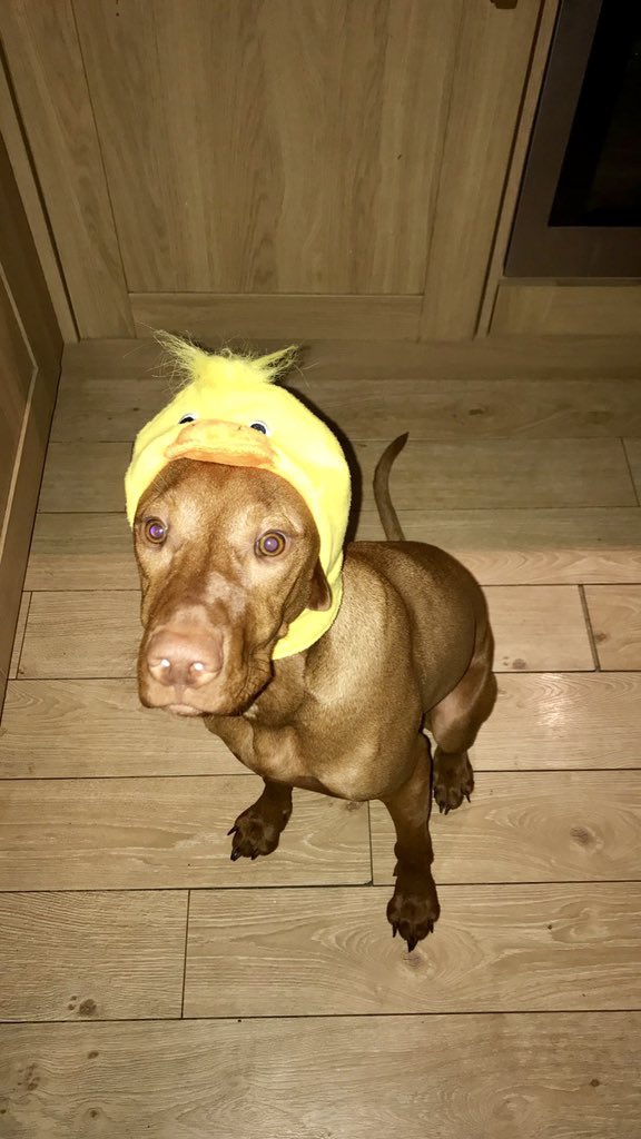 SarahMacaulay4's tweet photo. @kirstyoldx Piper with a chick hat on. Sending love ❤️🌈 https://t.co/LPt9kpxUMe