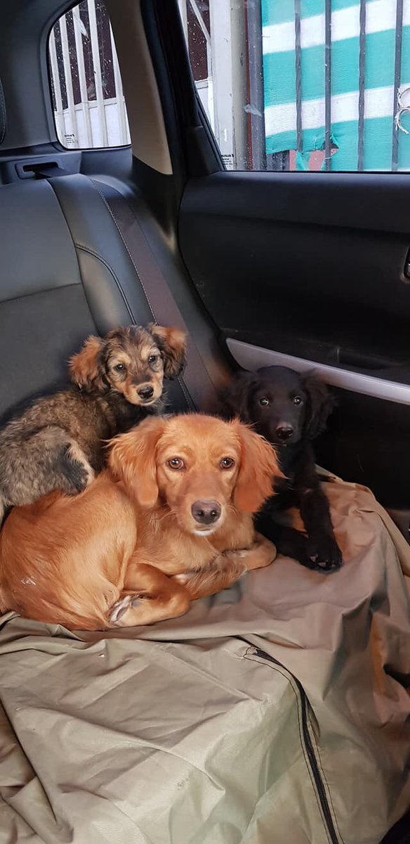 fundacionCBH's tweet image. Tenemos Nuevos Rescatados, abandonados junto a su Mamita, rescatada familia entera 🥺
Es imposible sacarlos a ellos y dejar a su Mamita sola, No tenemos corazón para hacer eso!!!
Desde ya agradecemos nos ayuden a difundir para adopción son bellos todos 💙 #FundacionCBH #Santiago