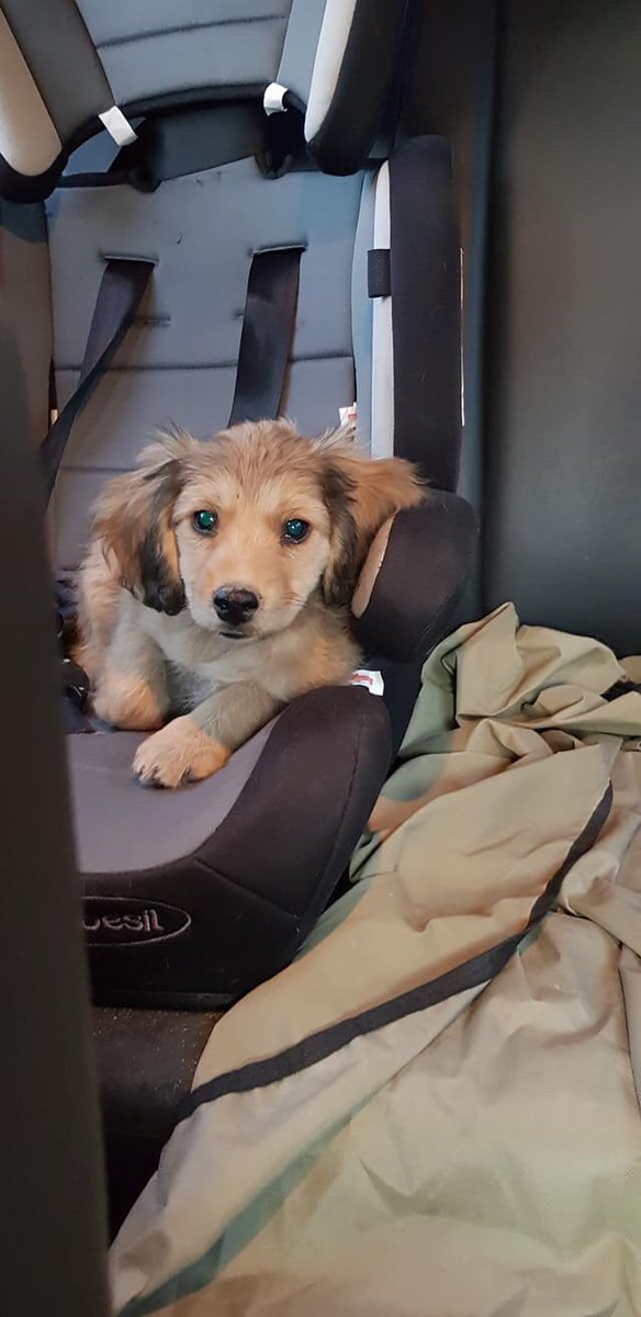 fundacionCBH's tweet image. Tenemos Nuevos Rescatados, abandonados junto a su Mamita, rescatada familia entera 🥺
Es imposible sacarlos a ellos y dejar a su Mamita sola, No tenemos corazón para hacer eso!!!
Desde ya agradecemos nos ayuden a difundir para adopción son bellos todos 💙 #FundacionCBH #Santiago