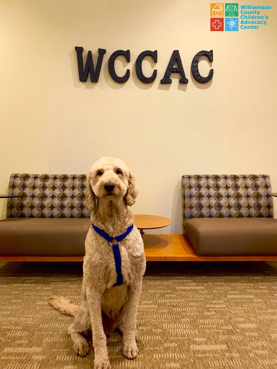 Hello <a href="/Twitter/">Twitter</a> and the world!!! My name is Charlie and I am a child advocate at Williamson County Children's Advocacy Center. I assist children that visit the WCCAC before and after their interviews and therapy sessions. 
#wilcopets #WCCAC #WilCo #dogsoftwitter #dogs